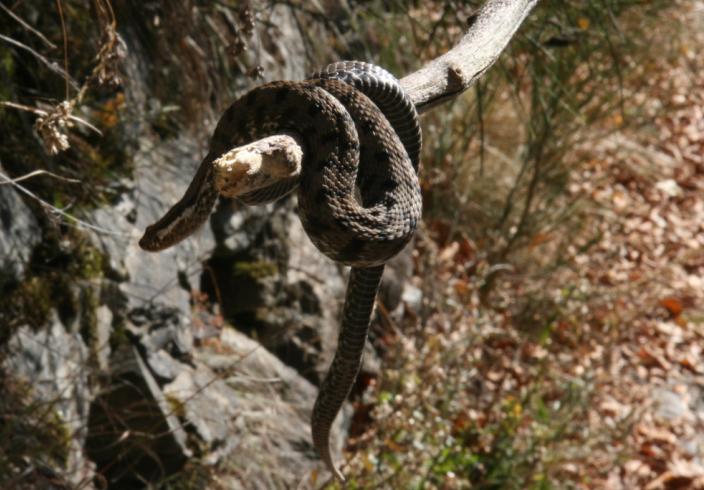 vipera aspis